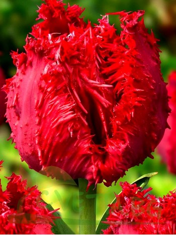  Лале (Tulipa Barbados) T42